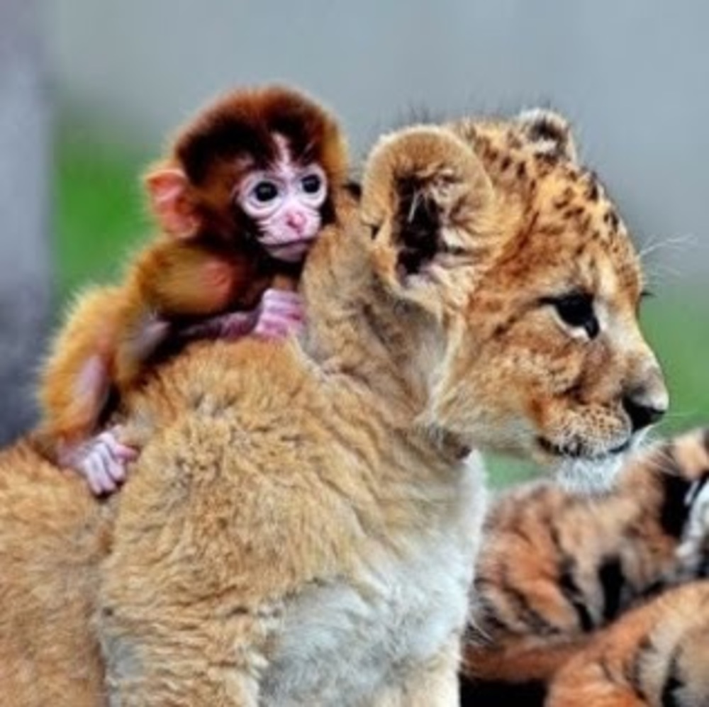 Meet your Posher, Emory spirit